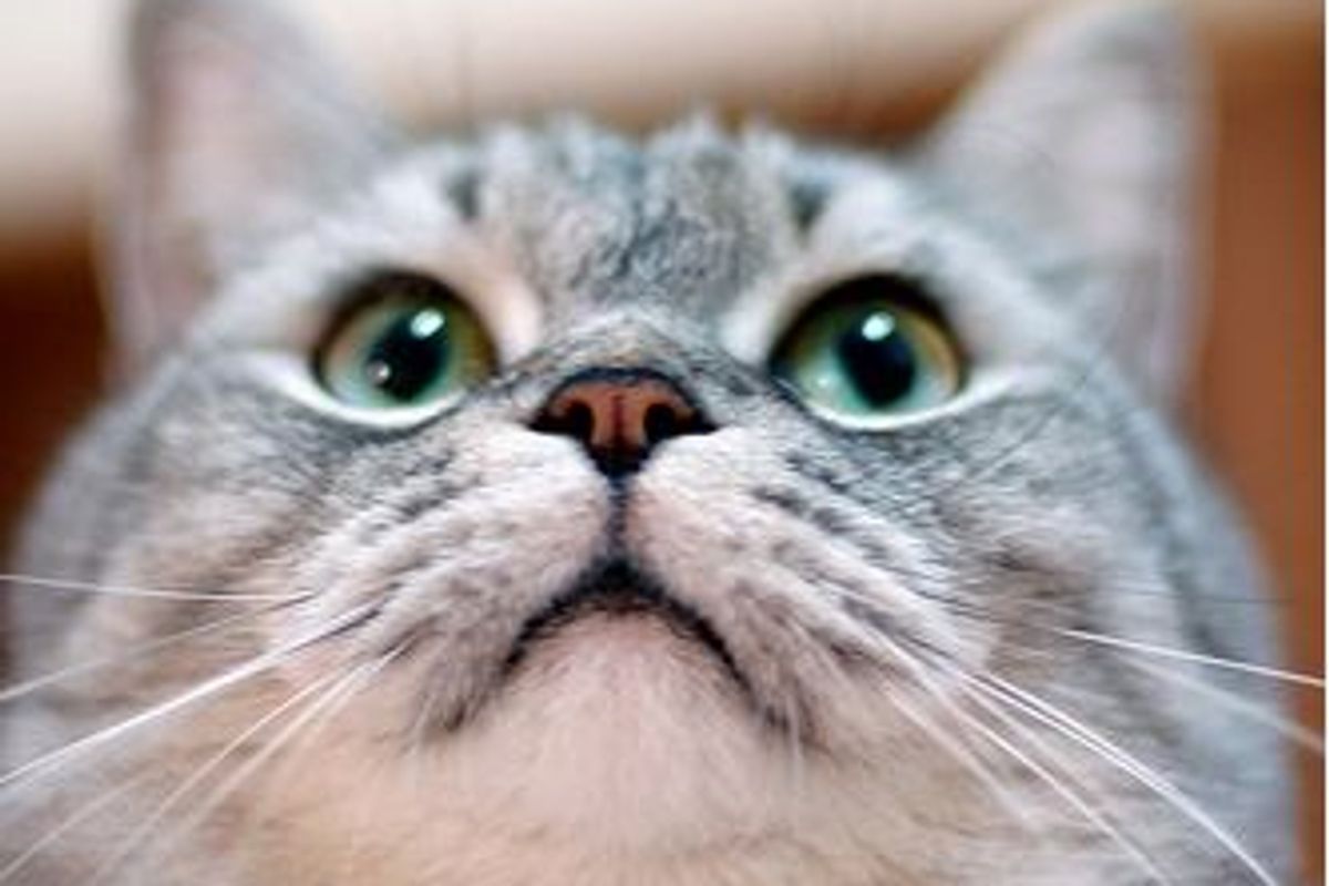 Flik the Stocky Kitty