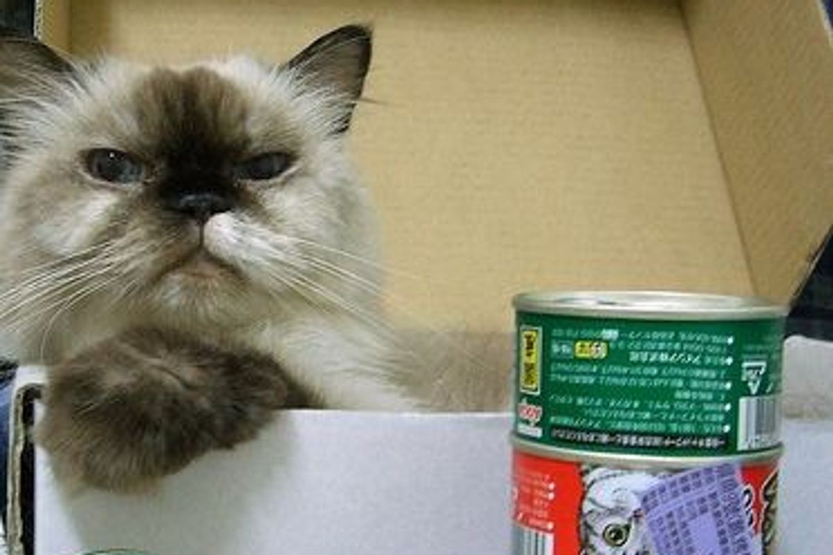 Bao an Elder Cat Who is Young at Heart