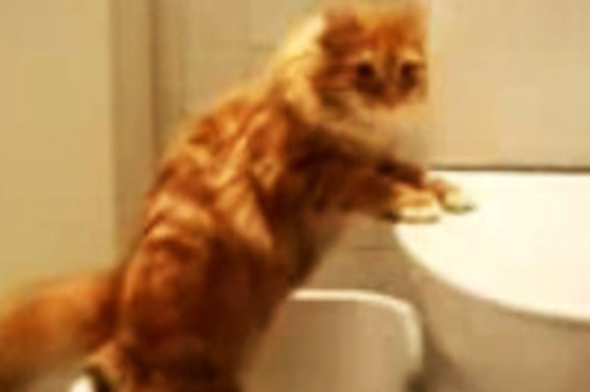 Cat Drummer