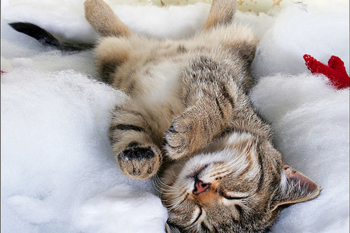Sleeping Beauty