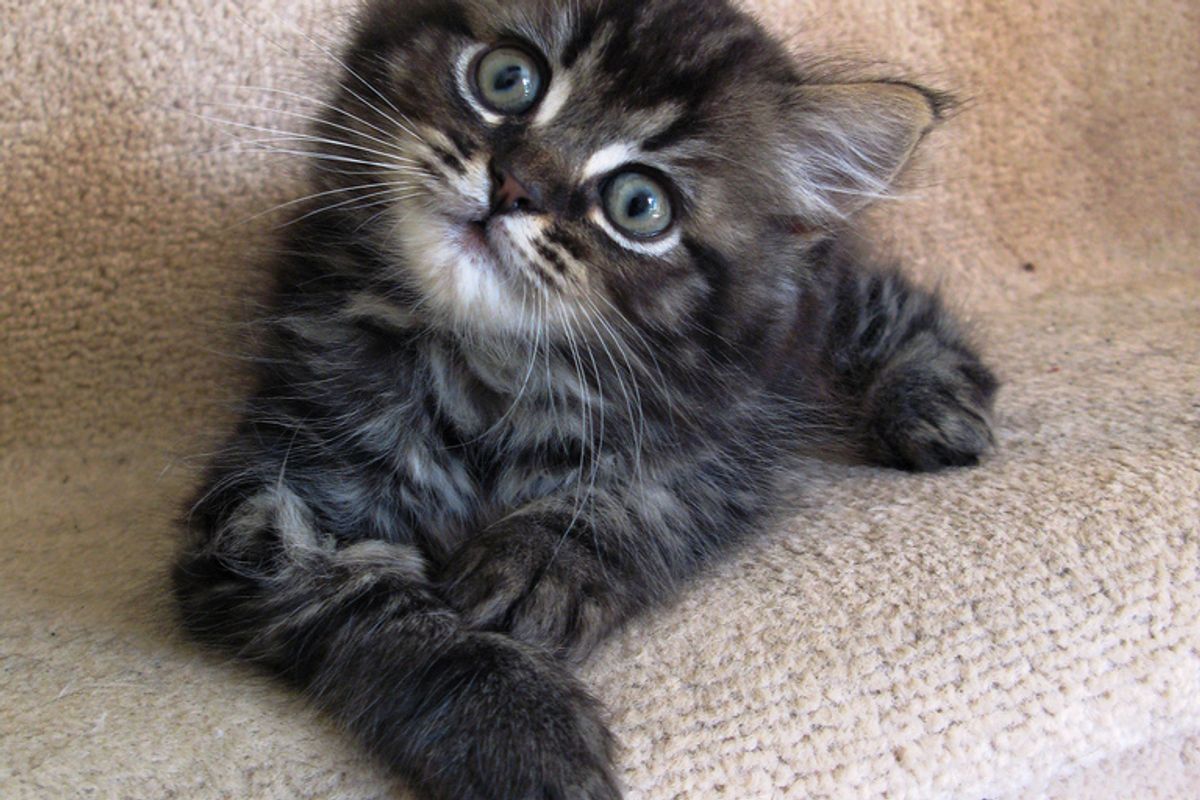 Sam the Cat and His Furry Friends