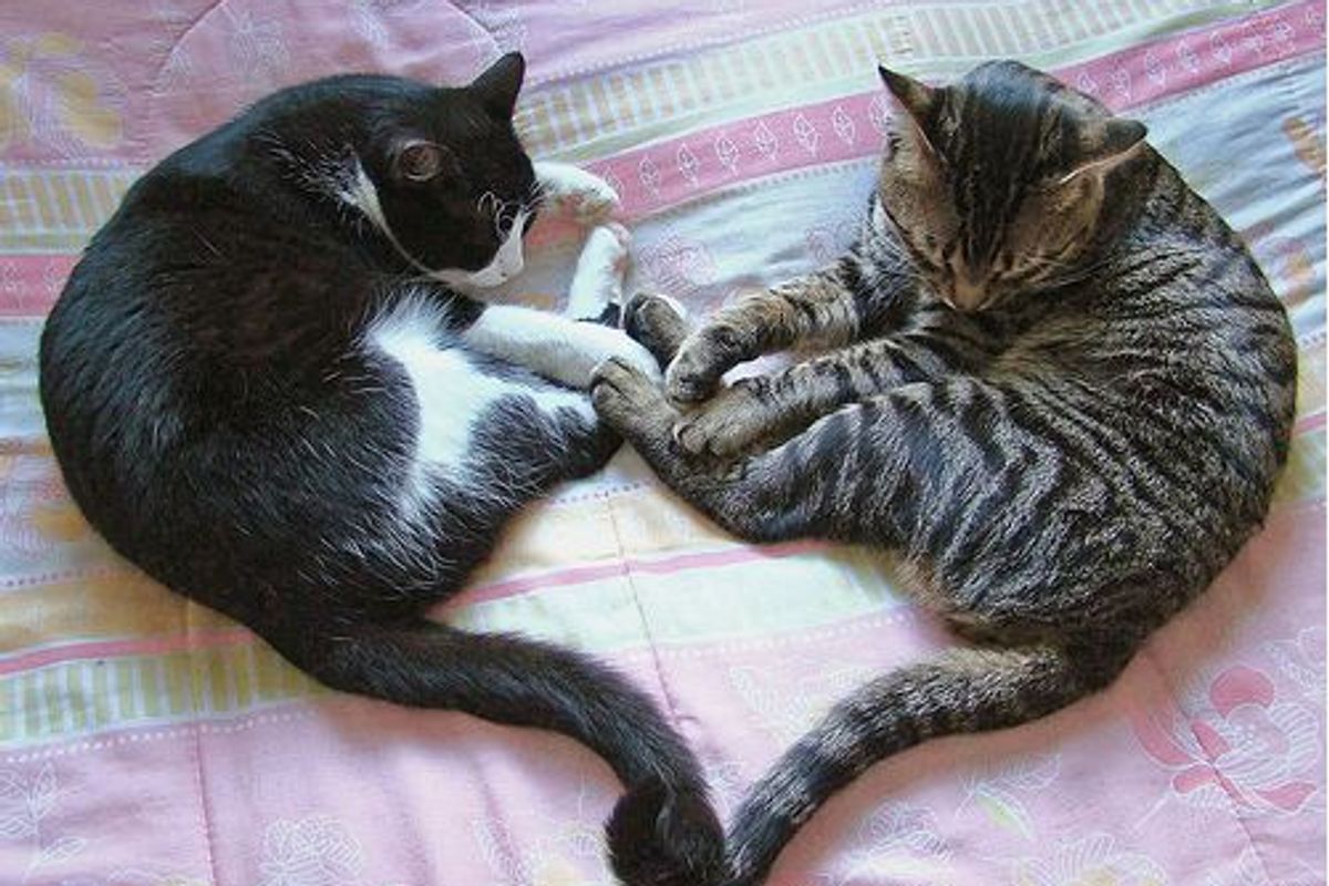 Kitty the Tuxedo Rescued Cat