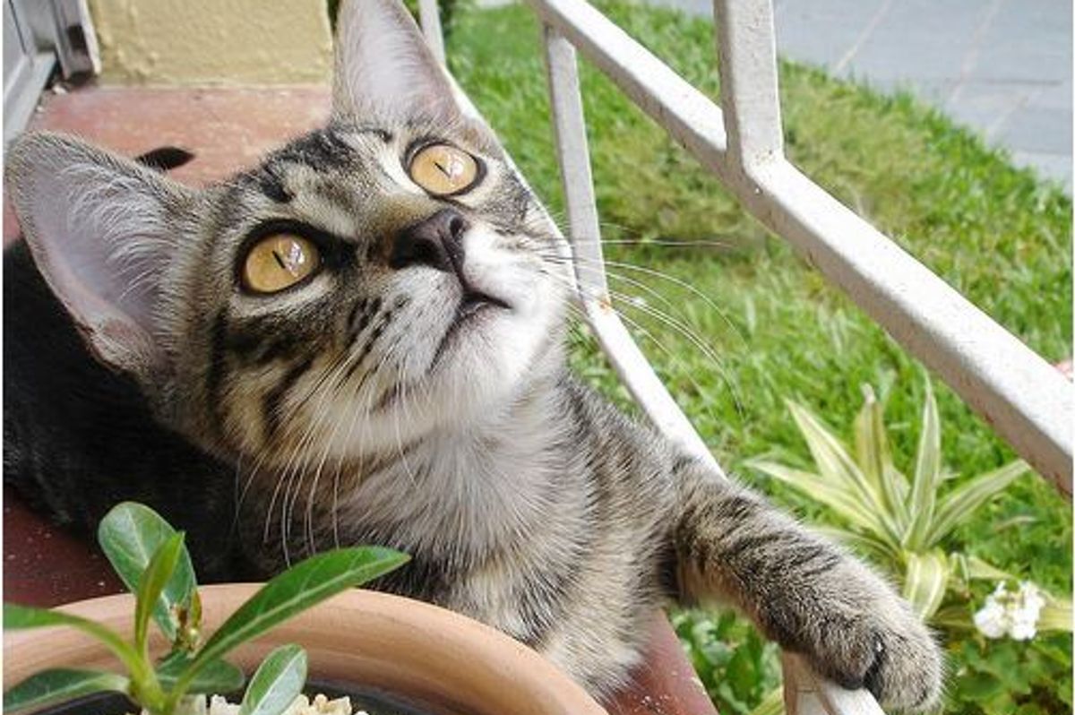 Kal-El a Former Feral Kitty