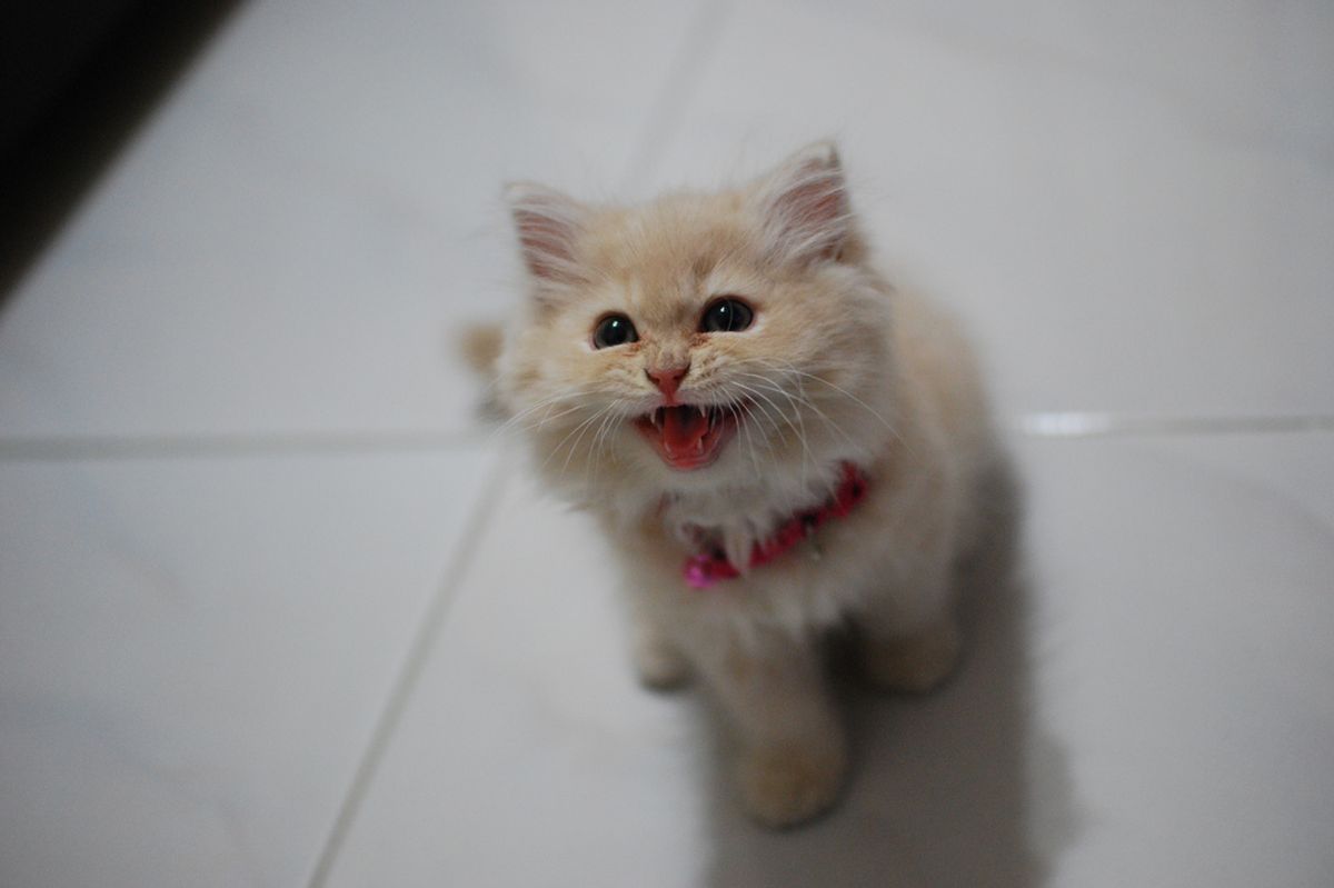 Ginger Kitty's Father's Day Greeting