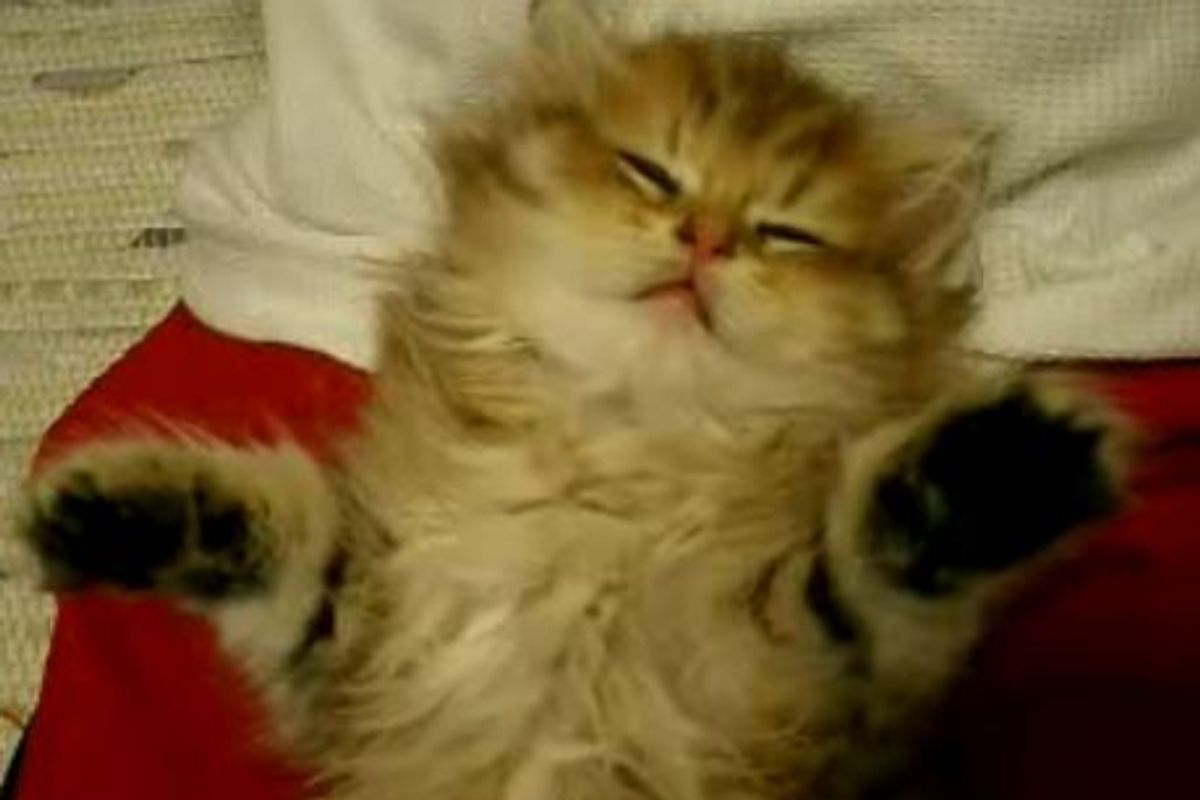 Sleepy Kitten with Black Mittens