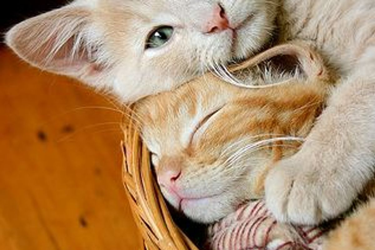 Bibbie and Bow Bow, 2 Ginger Brothers