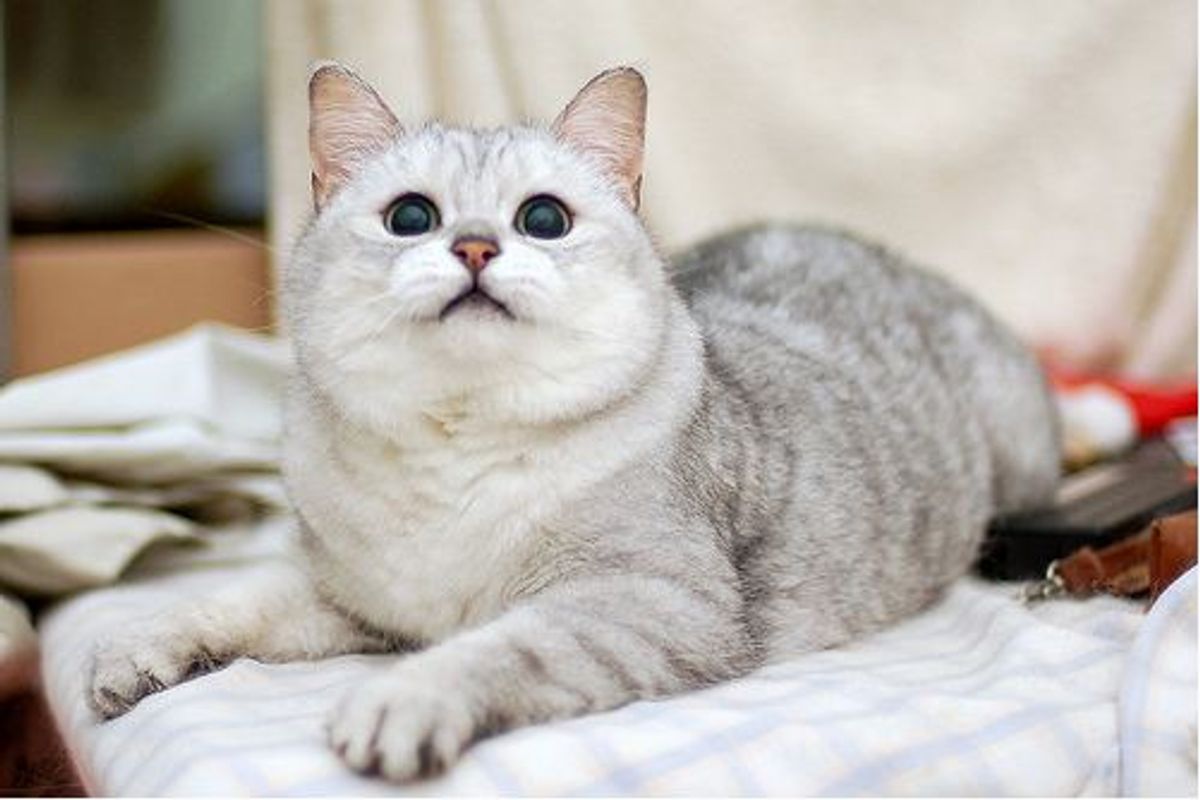 Dolphin the Expressive Kitty