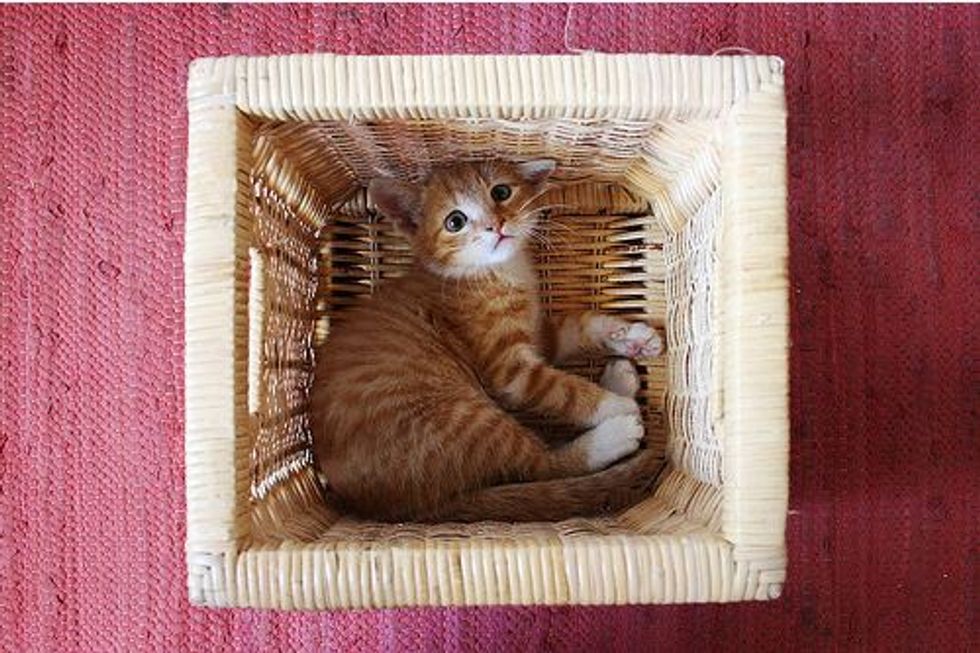 Ginger Kitten Rescued from a Car Engine