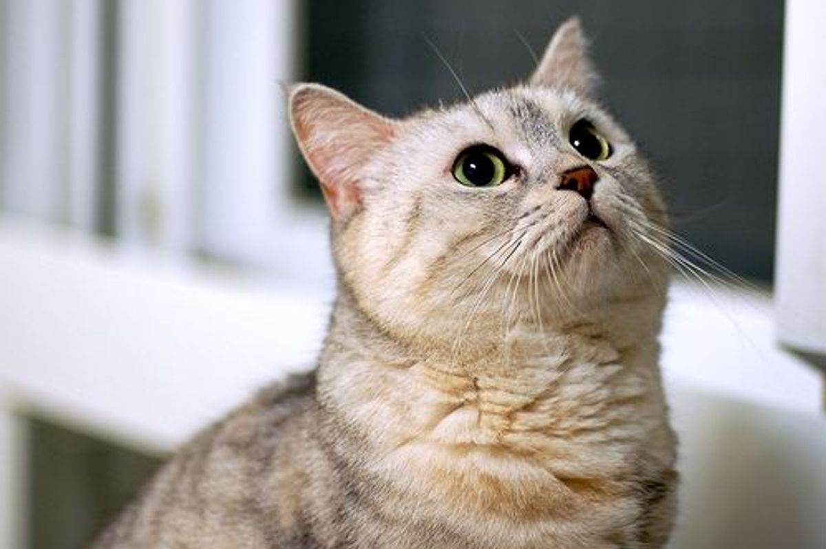 Tortoiseshell Daddy's Lap Kitty