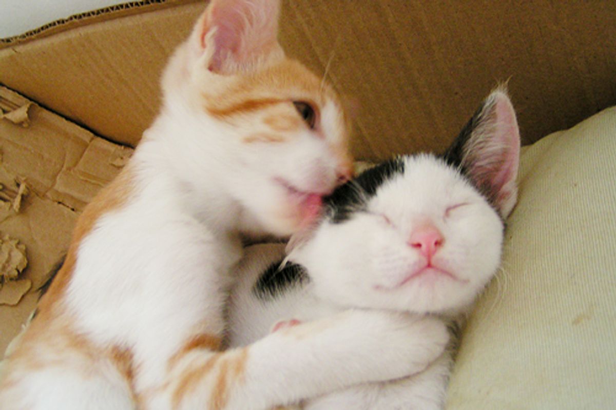 Love Between 2 Rescued Kitties