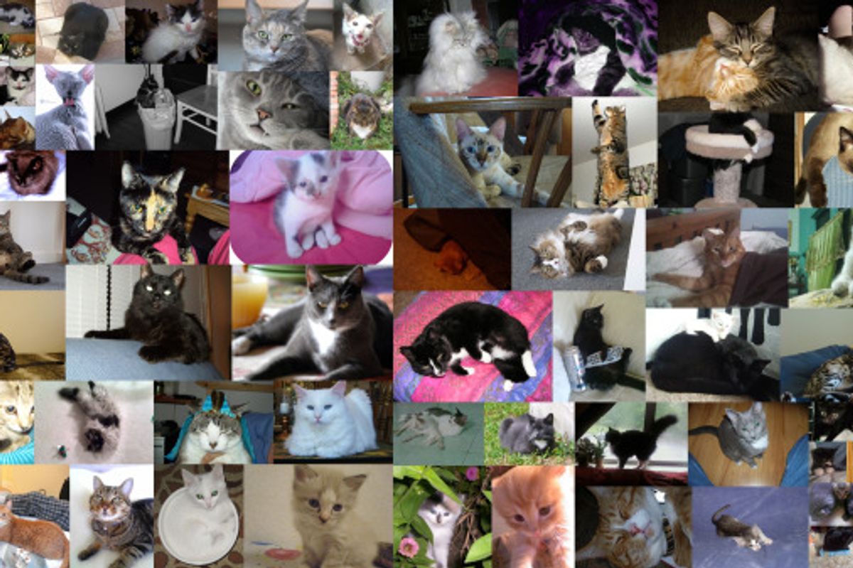 Voting for June Cat/Kitten of the Month Begins