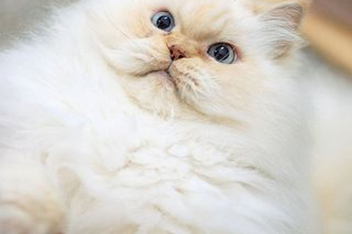 Fluffy Cat Gets Interrupted by a Nap