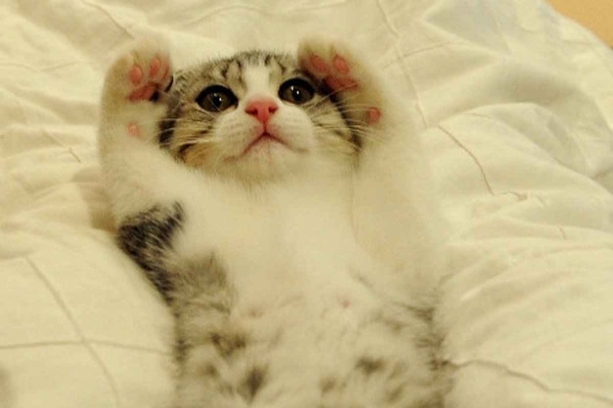 Kitty Salute