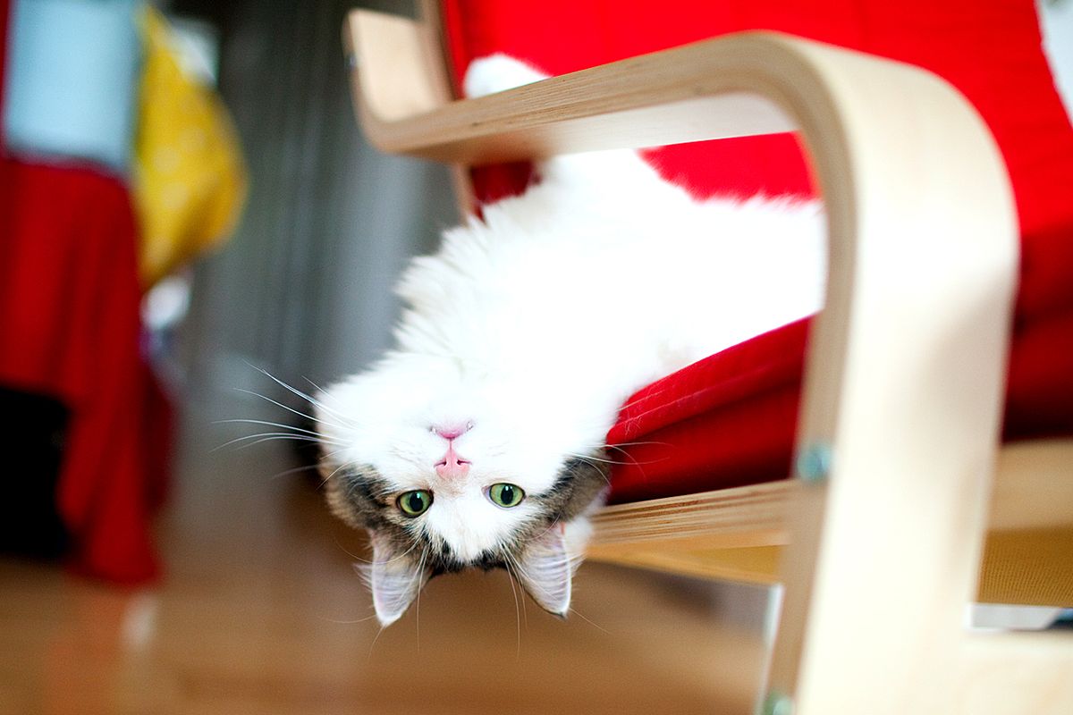 Moo, a Person Stuck in a Cat's Body