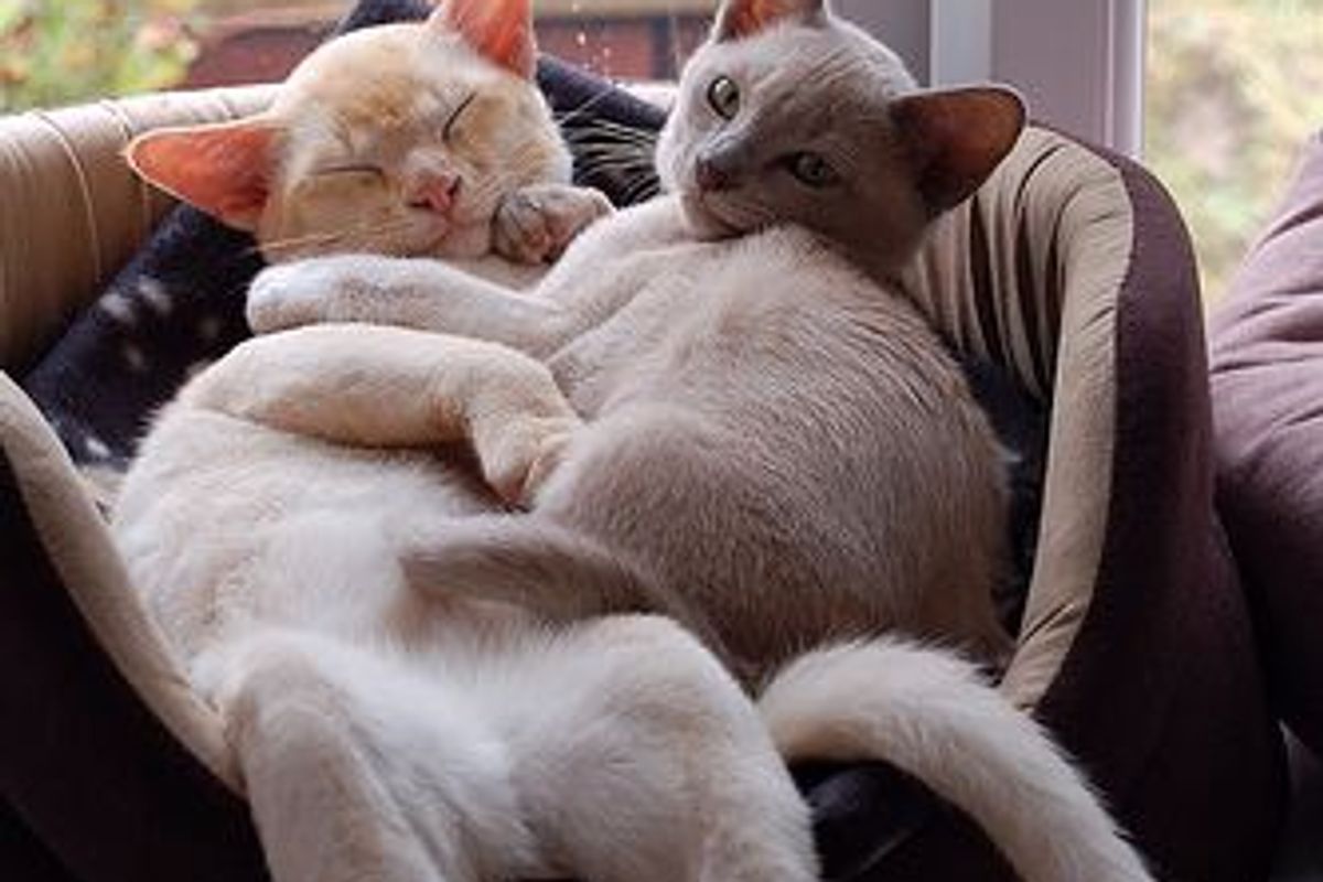 Charlie, A Rascal and Izzy, An Admirer