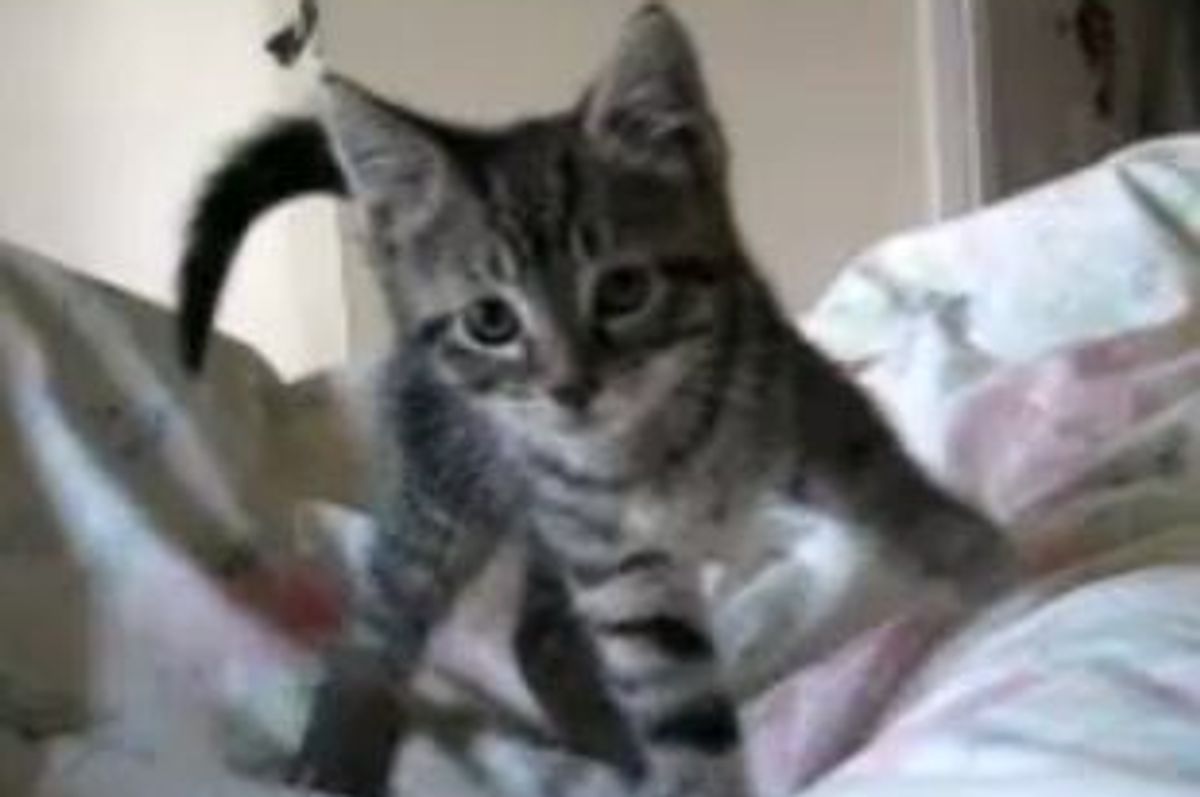 Kitten Wakes Up