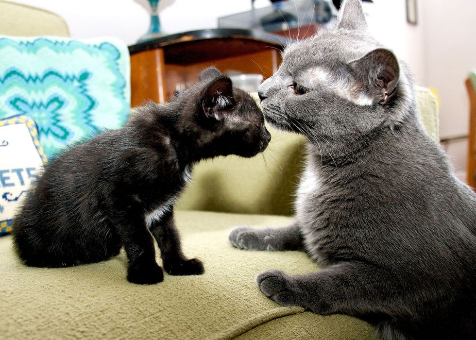 Feline Foster Mom and Dad Taking Care of Rescued Kittens