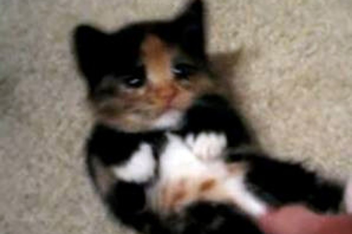 Calico Kitten Being Super Cute