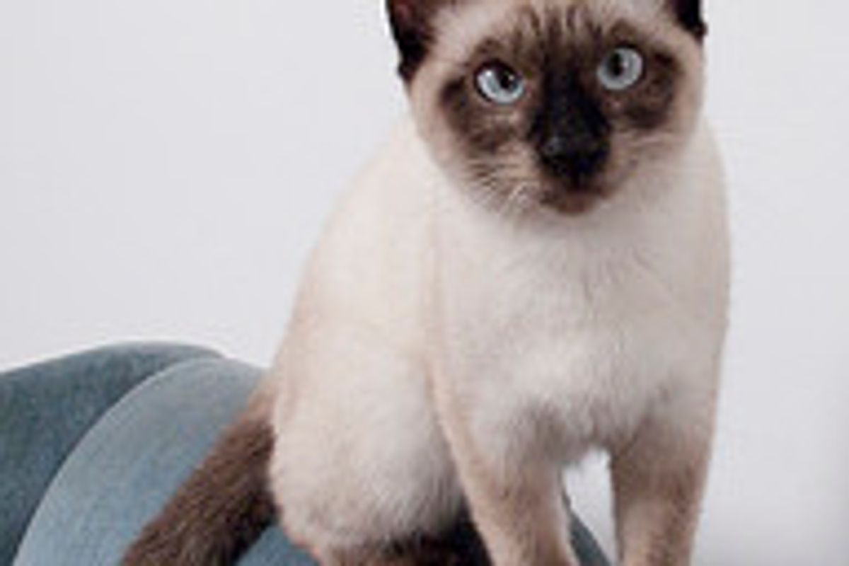 Cat Meets Musical Birthday Card