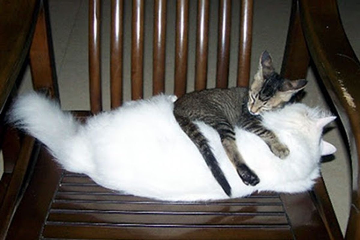 Best Friends Forever