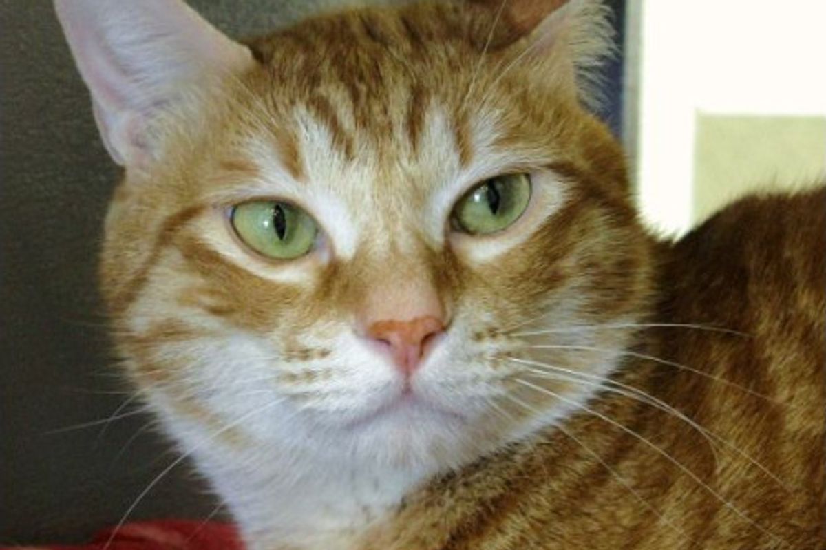 Rescued Cats from Japan Found Shelter in New Jersey