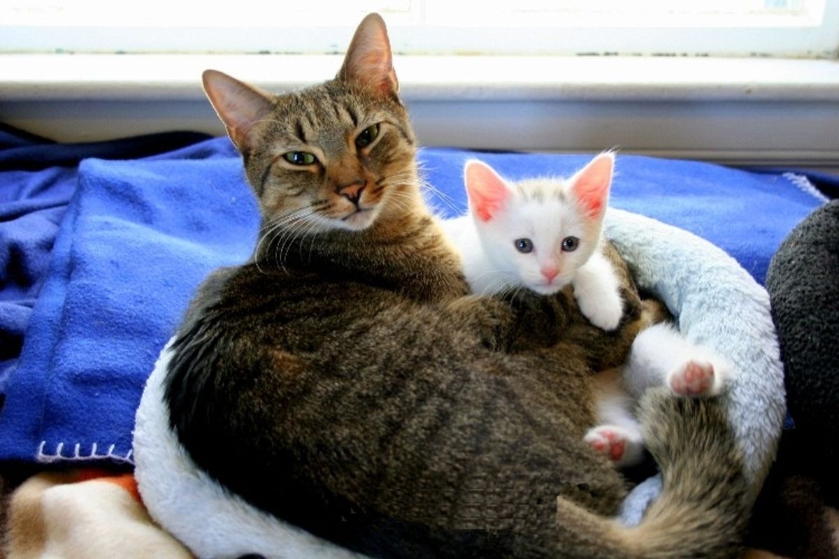 Tabby and His New Friend White Puffball