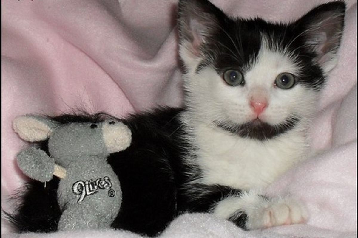 June Cat / Kitten of the Month Results