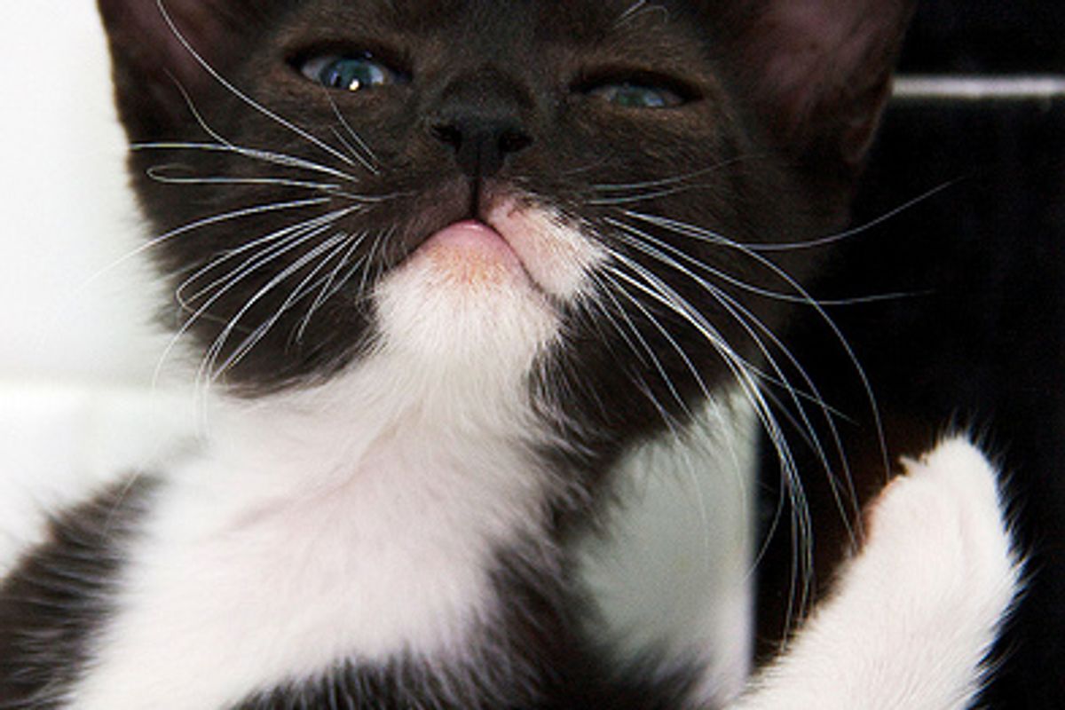 Meep and Peep Found Forever Home