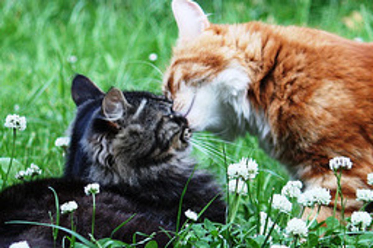 Love Between Sam and Alfie