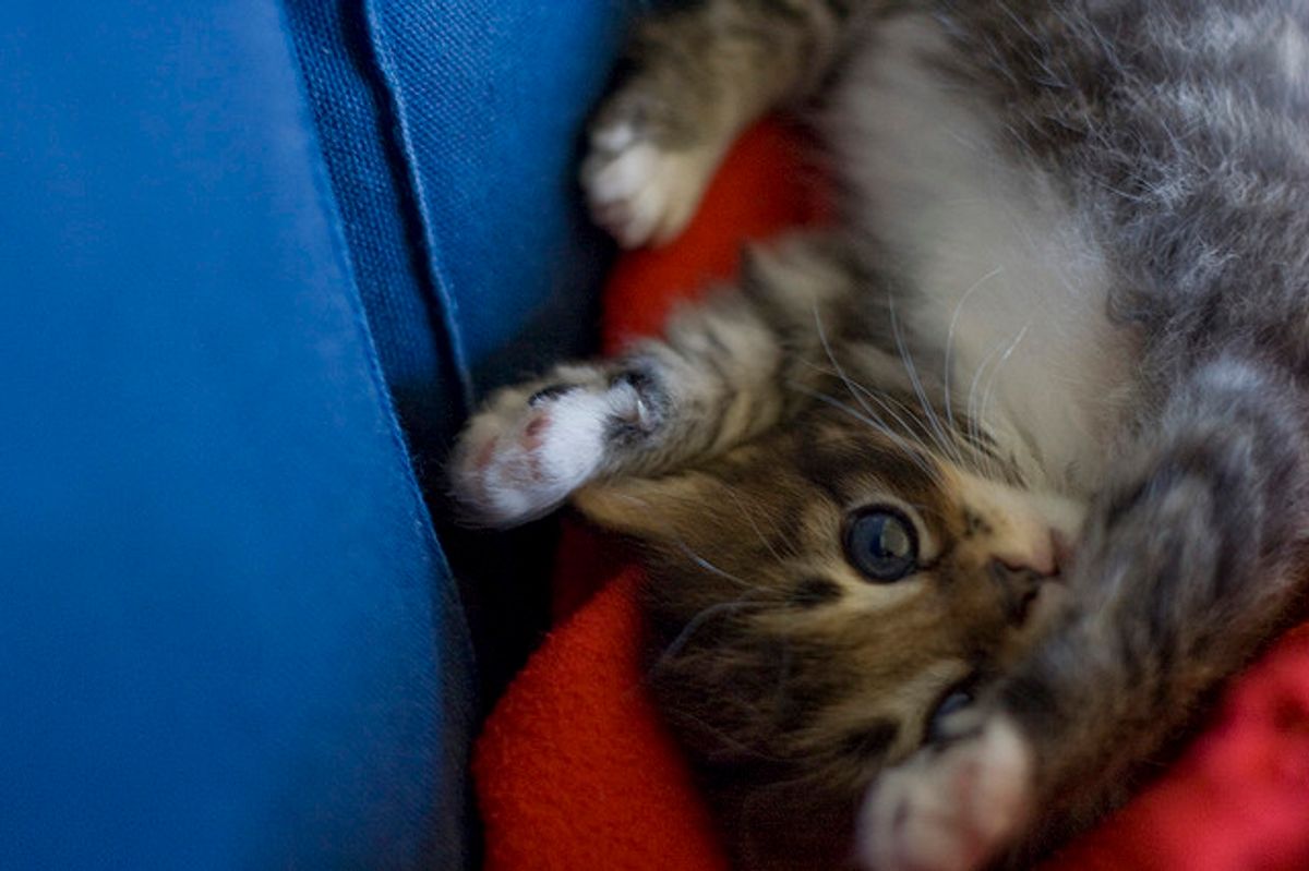 Wizzy the Feisty, Playful Cat