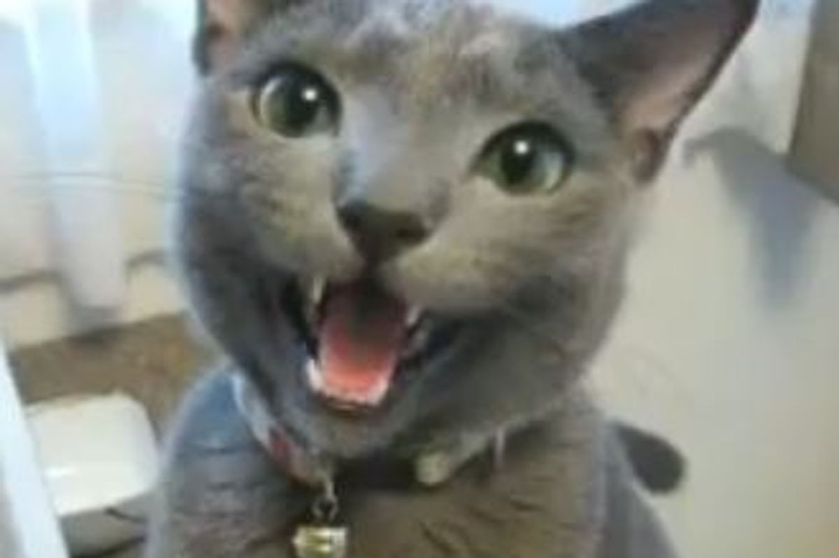 When a Cat and Dog Play Fetch Together