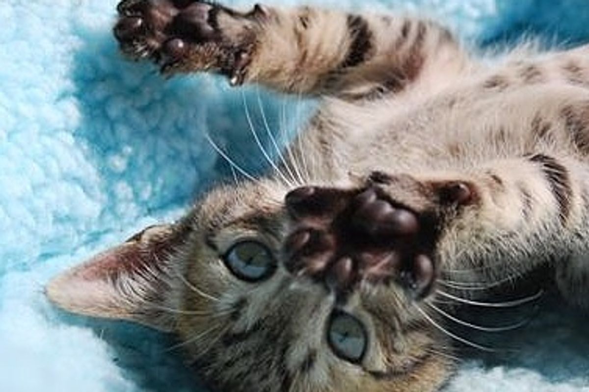 Meatball the Rescued Tabby