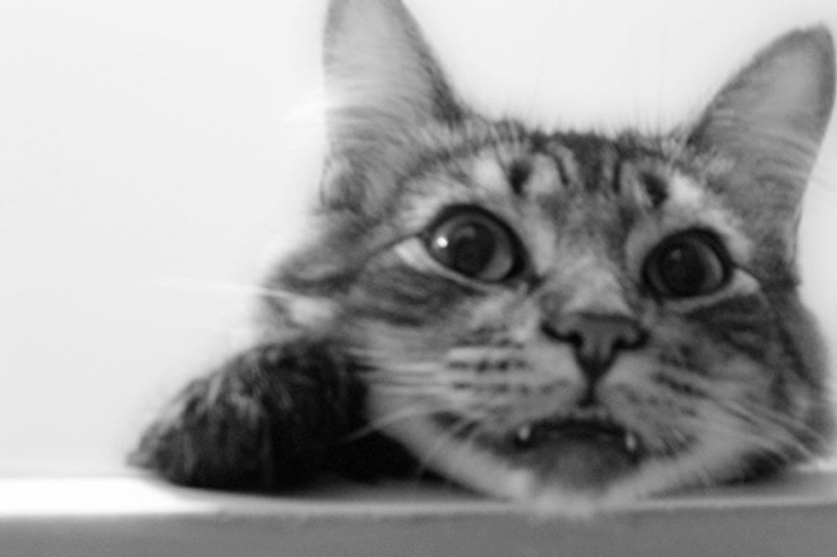 Toji the Playful Tabby Cat