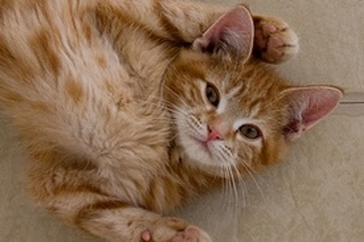 Pixel and Sprite Ginger Kittens