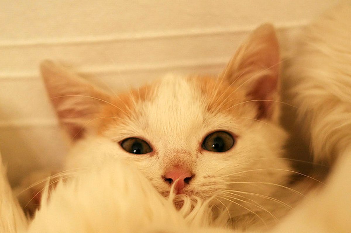 Romeo the Cat Lives Like a Little Prince