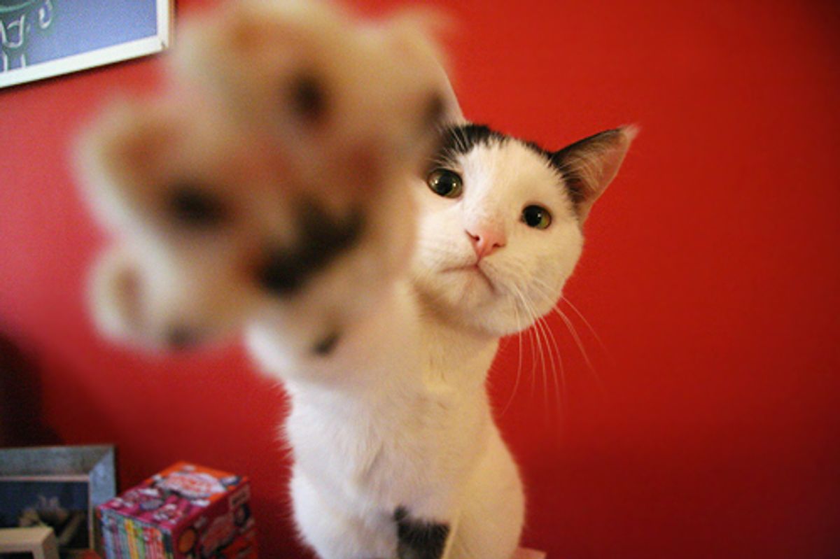 Shun the Playful Cat