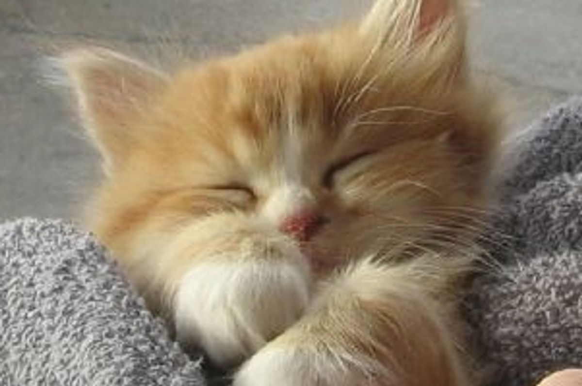 Yogi the Kitty Gets Unconditional Love