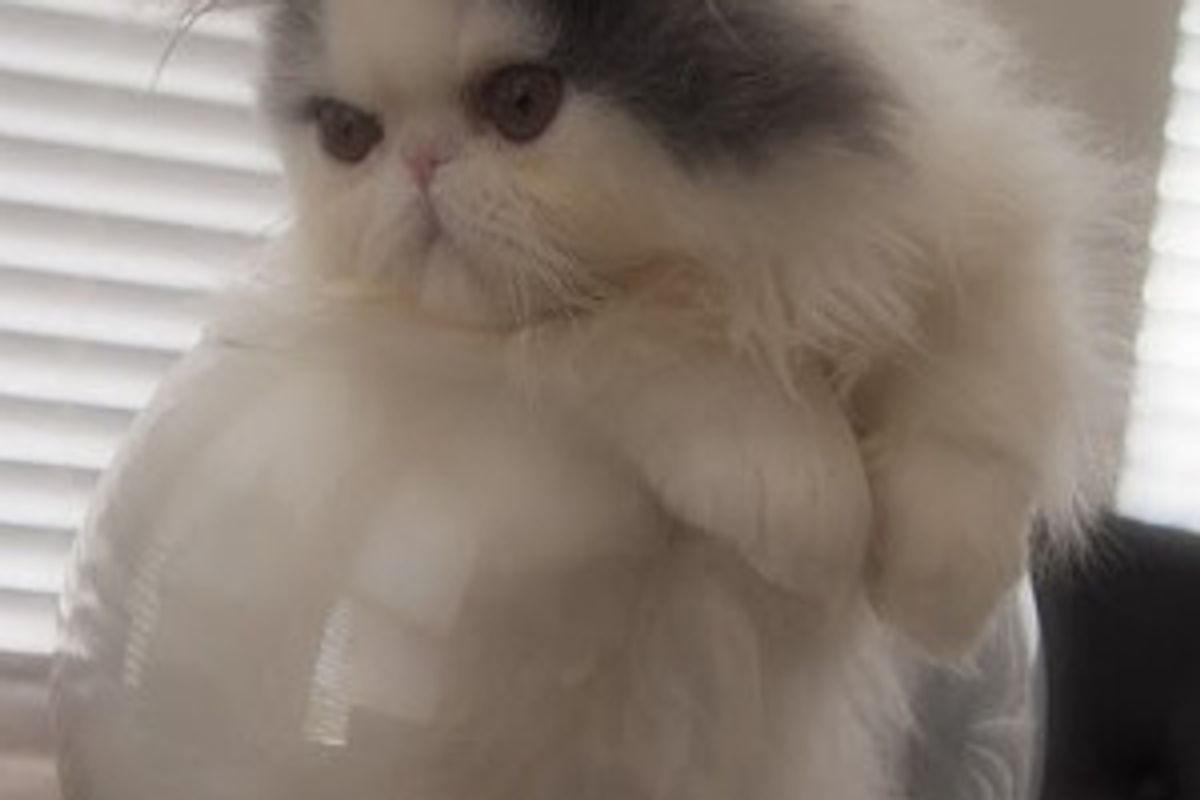 Kittens Give Each Other Surprises