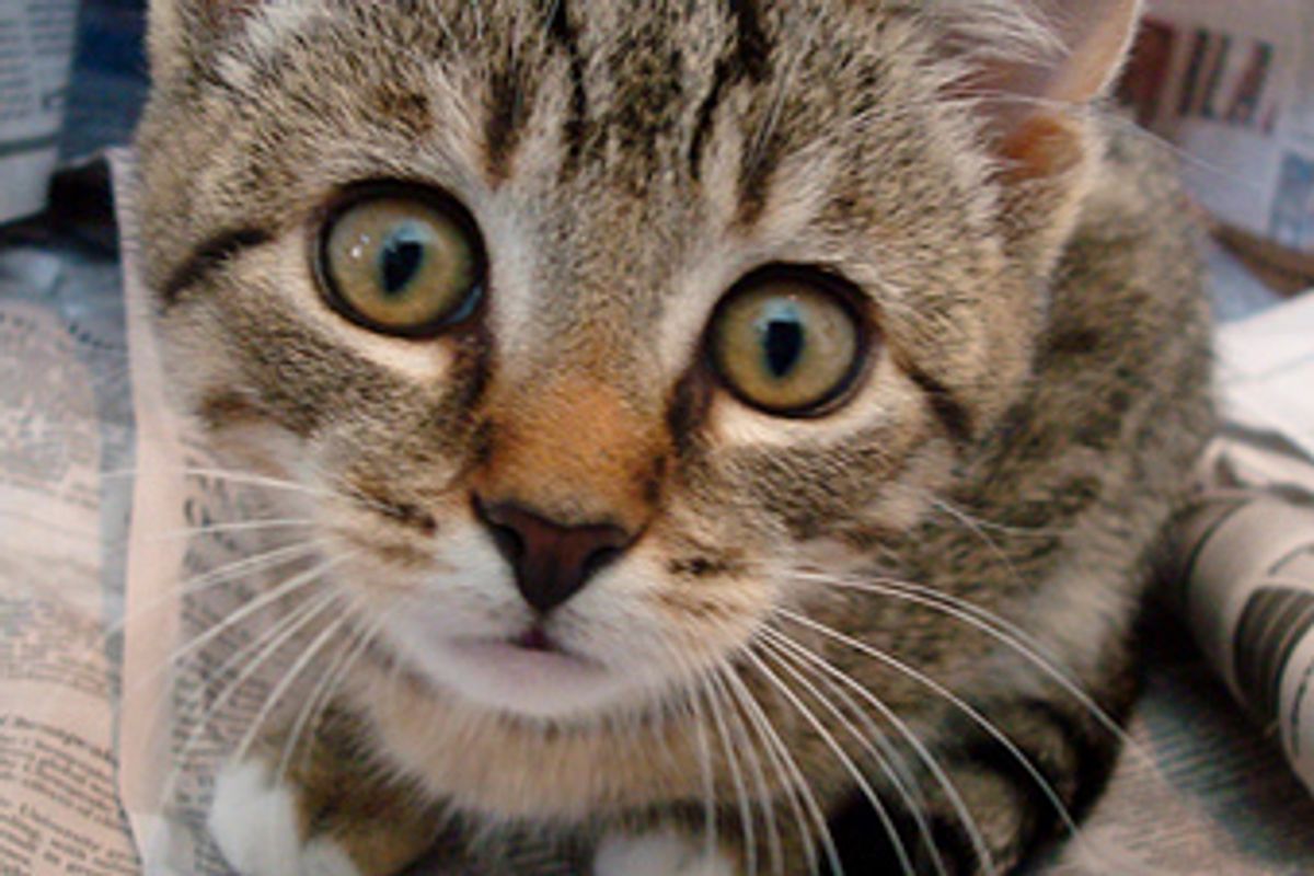 Tabby Kitten Who was Unplanned, but Not Unwanted