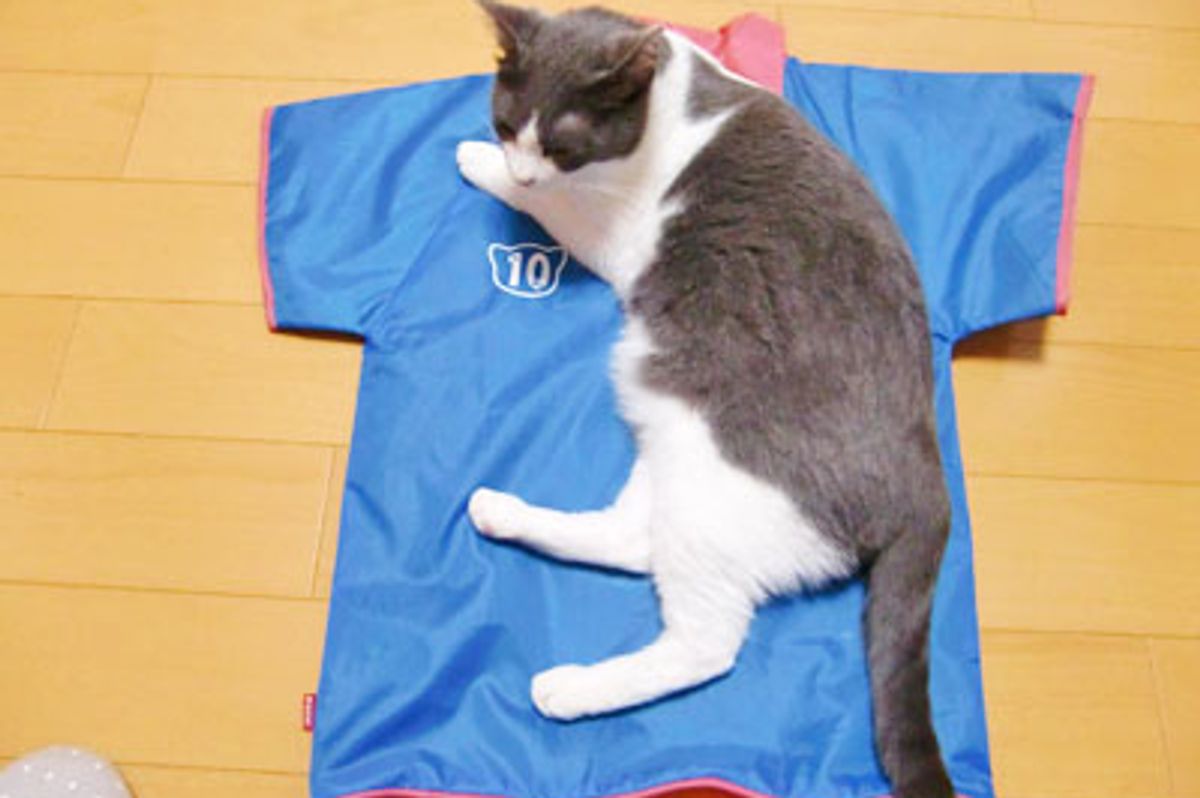 Cats Fascinated by Crinkly New Cat Toy