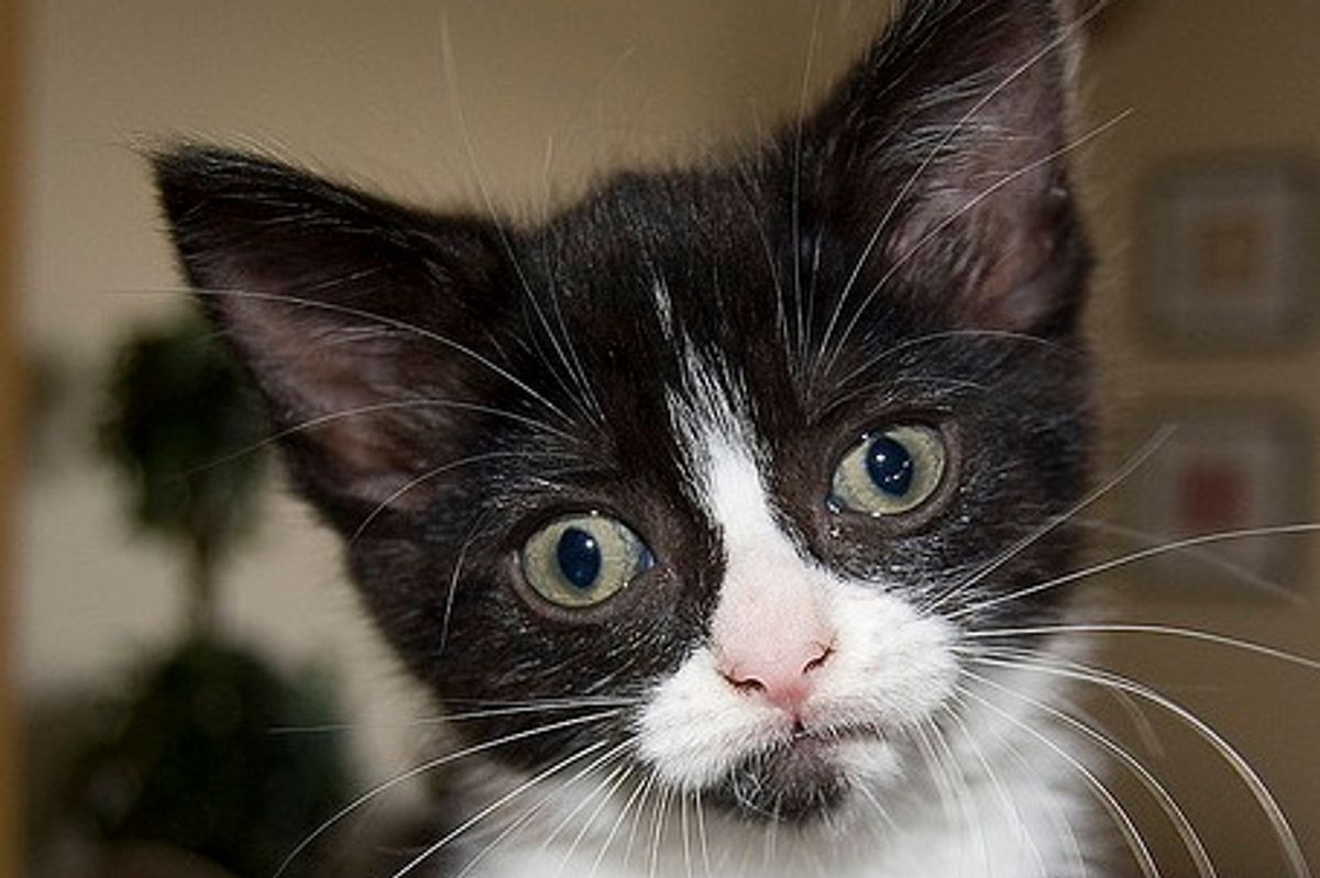 Coraline the Tuxedo Kitten