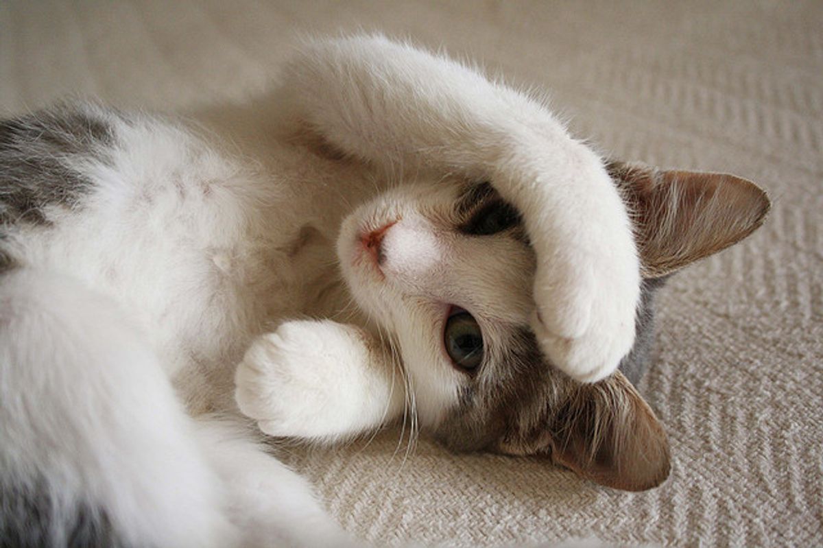 Teek the Quirky Loving Cat