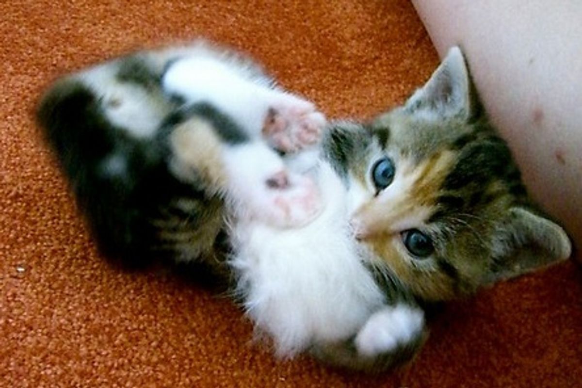 Rescued Kittens Belle and Sebastian