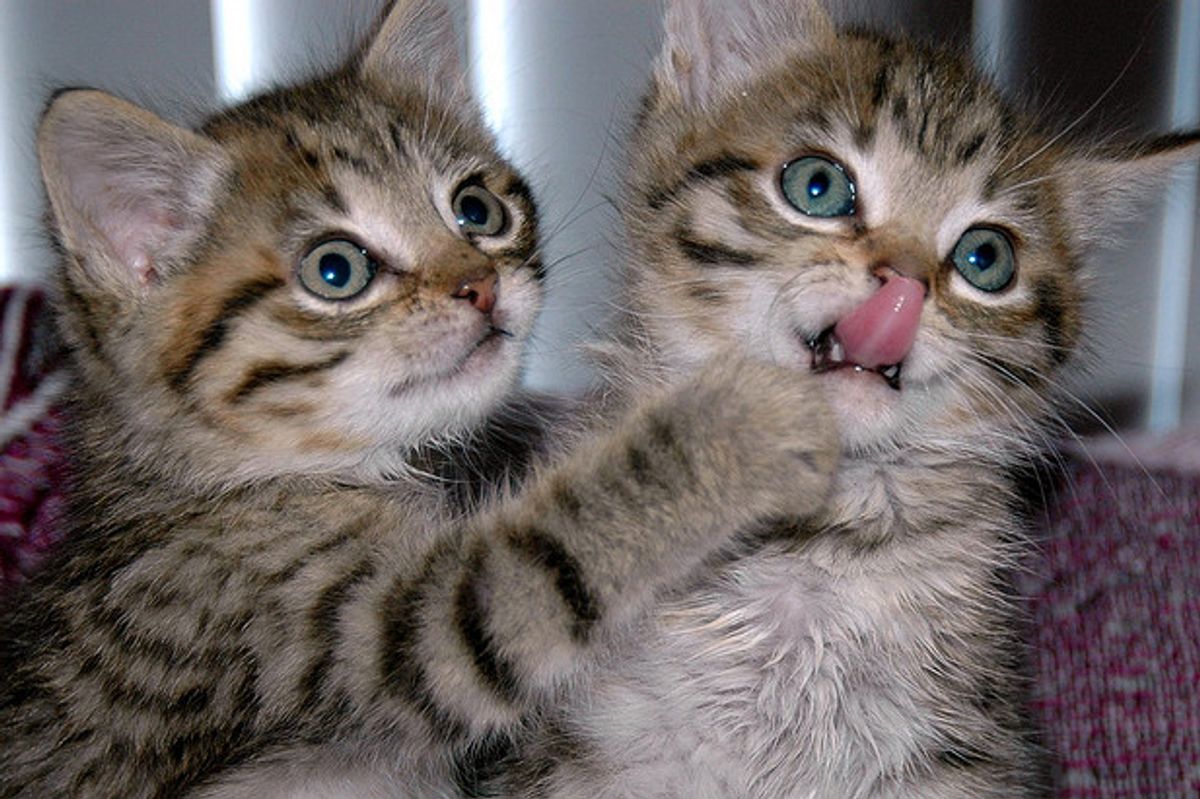 Tabby Kitties Netanya and Sabra