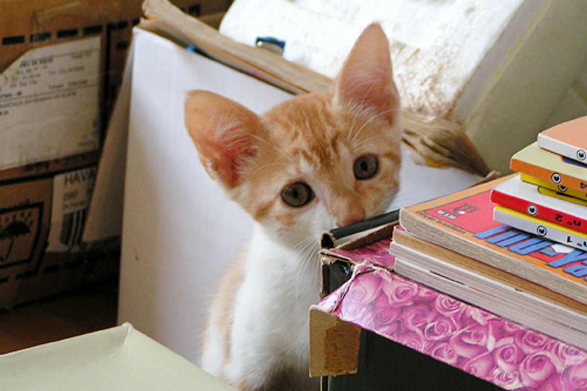 Bo the Cat, Sweet like Honey