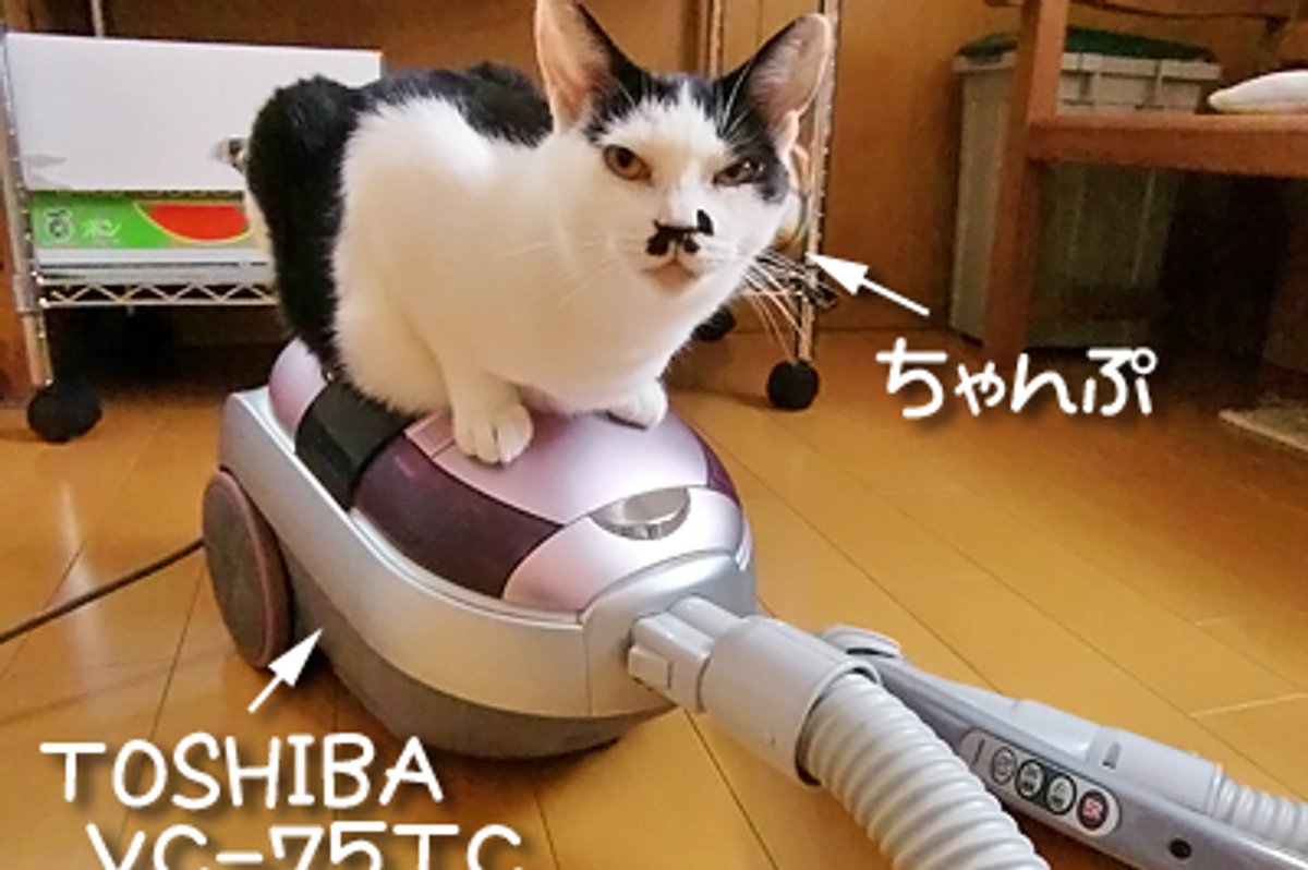 Kitty Really LOVES Vacuum