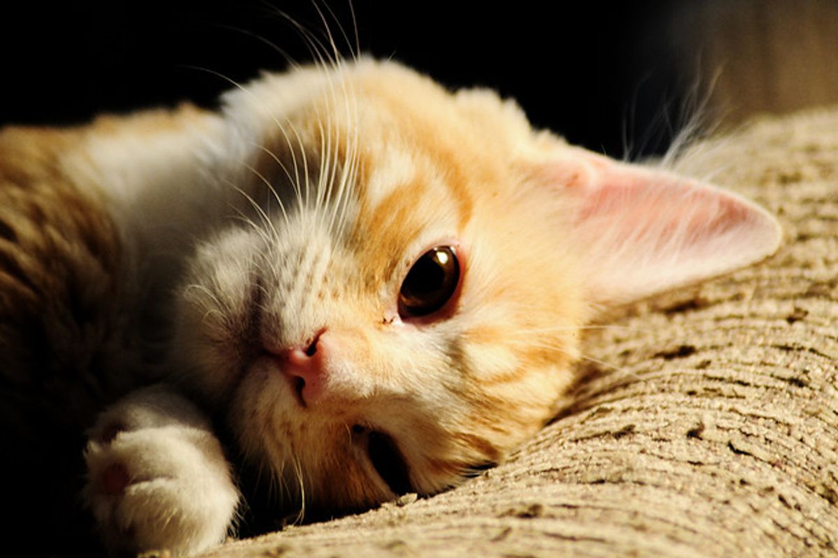 Monkey the Silly Ginger Kitty