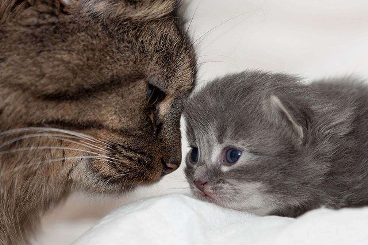 Venus the Gray Fuzzy Kitty