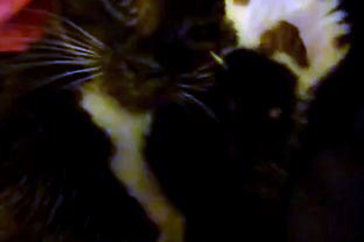 Kitten Gives Air Massage