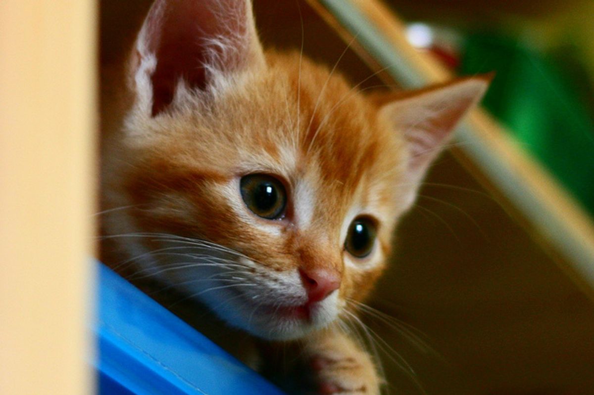 Jerry and His Buddy Buster